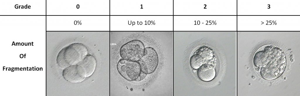 grades for embryo fragmentation