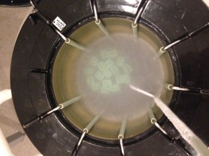 Storage canes within canister in liquid nitrogen dewar