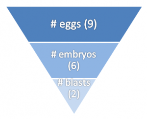 eggs embryos blasts attrition chart