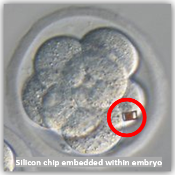 silicon chip embedded within embryo