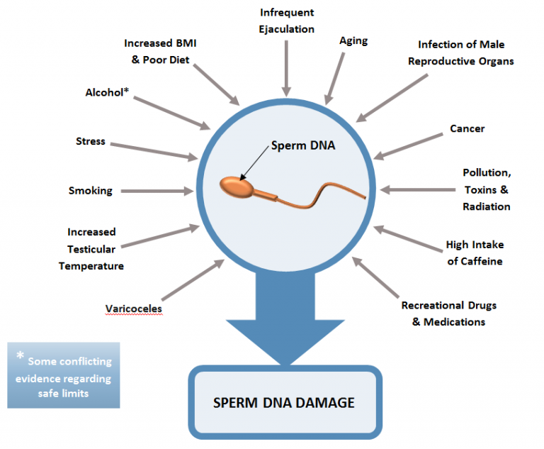 Sperm Dna Fragmentation Fertility Solutions 6585