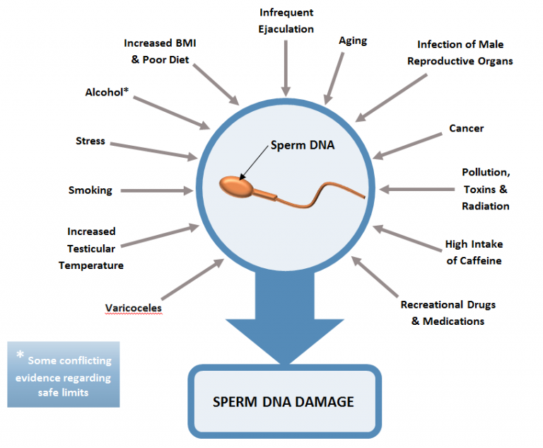 sperm-dna-fragmentation-fertility-solutions