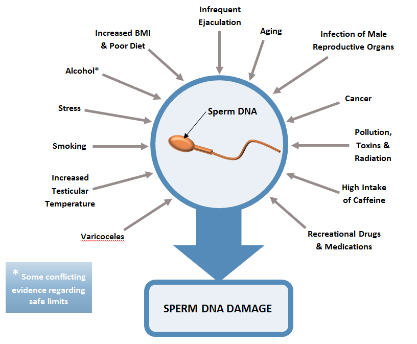 Sperm DNA Fragmentation Fertility Solutions