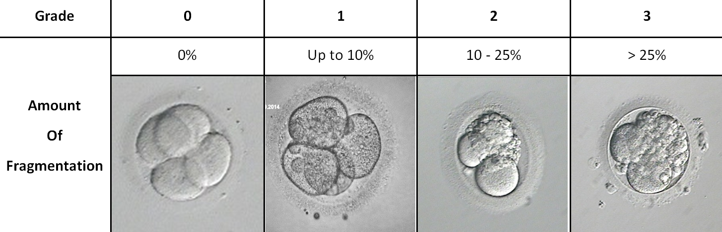 Embryo Quality Chart