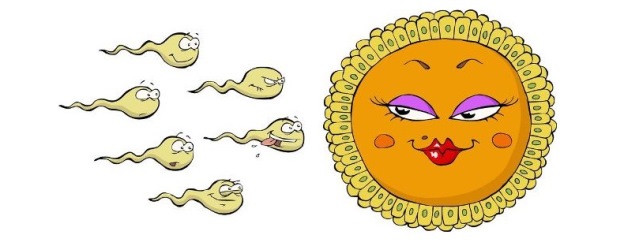 sperm moving toward egg cartoon