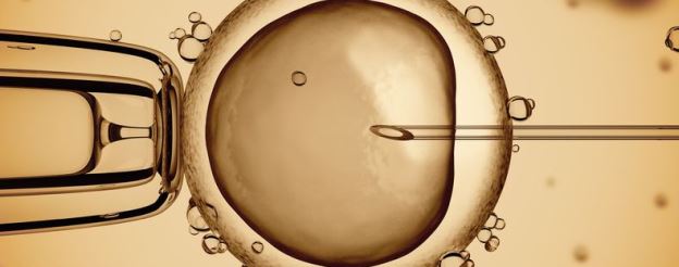 Image of an egg undergoing IVF Treatment