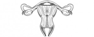 Diagram of the internal female reproductive organs